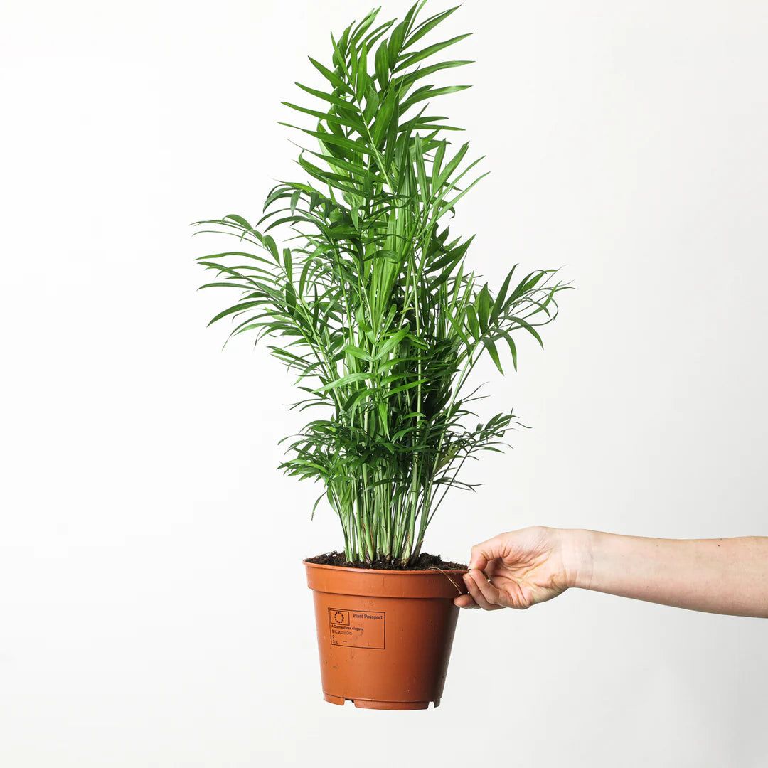 (Chamaedorea seifrizii)